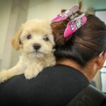 Hospital de Mascotas León 450 atención veterinaria