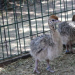 avestruces en ZooLeón fortalecen conservación