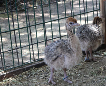 avestruces en ZooLeón fortalecen conservación
