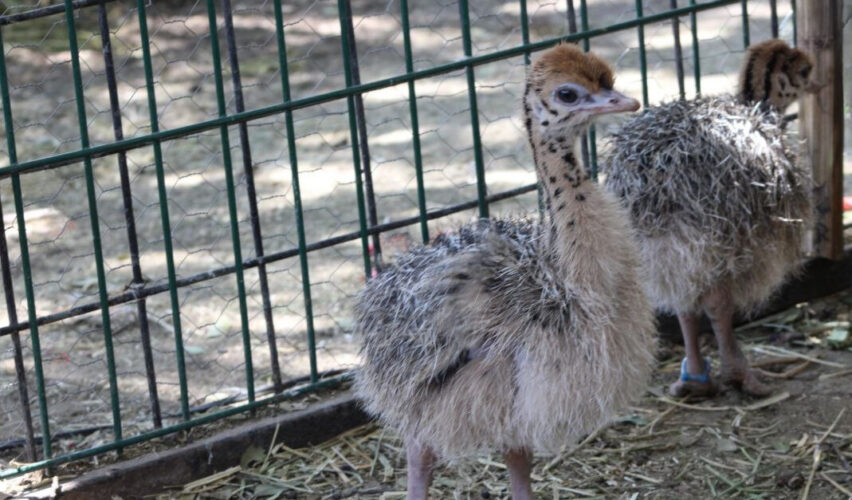 avestruces en ZooLeón fortalecen conservación